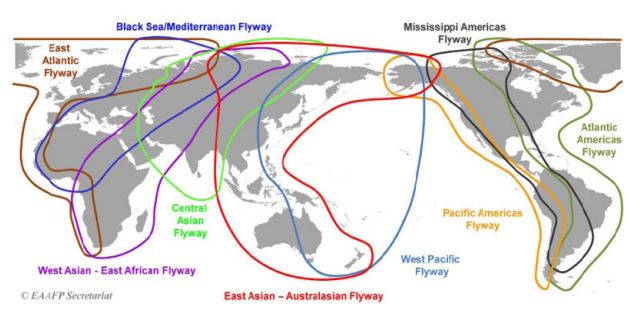 East Asian-Australian Flyway বাংলাদেশ সহ কোন কোন দেশের উপর দিয়ে গেছে?